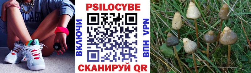 Купить закладки  Большой Камень  Галлюциногенные грибы MAGIC MUSHROOMS 